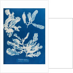 Sea beech by Anna Atkins