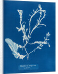 Sea beech by Anna Atkins
