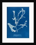 Sea beech by Anna Atkins