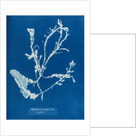 Sea beech by Anna Atkins