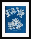Delesseria alata by Anna Atkins