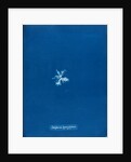 Delesseria hypoglossum by Anna Atkins