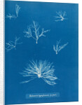 Delesseria hypoglossum in fruit by Anna Atkins