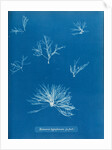 Delesseria hypoglossum in fruit by Anna Atkins