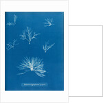 Delesseria hypoglossum in fruit by Anna Atkins