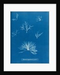 Delesseria hypoglossum in fruit by Anna Atkins