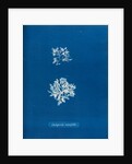 Delesseria ruscifolia by Anna Atkins