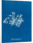 Delesseria angustissima by Anna Atkins