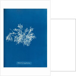 Delesseria angustissima by Anna Atkins