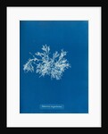 Delesseria angustissima by Anna Atkins