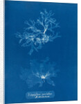 Nitophyllum punctatum & acellatum by Anna Atkins