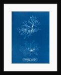 Nitophyllum punctatum & acellatum by Anna Atkins