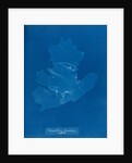 Nitophyllum ulvoideum in fruit by Anna Atkins