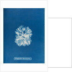 Nitophyllum bonnemaisoni by Anna Atkins