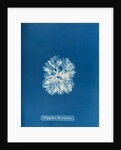 Nitophyllum bonnemaisoni by Anna Atkins