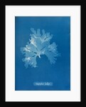 Nitophyllum gmeleni by Anna Atkins