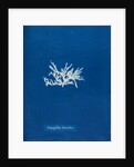 Nitophyllum laceratum by Anna Atkins