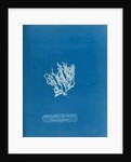 Nitophyllum laceratum & uncinatum by Anna Atkins
