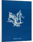 Rhodomenia bifida by Anna Atkins