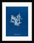 Rhodomenia bifida by Anna Atkins