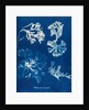 Rhodomenia Laciniata by Anna Atkins