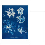 Rhodomenia Laciniata by Anna Atkins