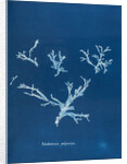 Rhodomenia polycarpa by Anna Atkins