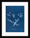 Rhodomenia polycarpa by Anna Atkins