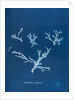 Rhodomenia polycarpa by Anna Atkins