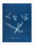 Rhodomenia polycarpa by Anna Atkins