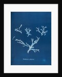 Rhodomenia polycarpa by Anna Atkins