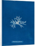 Rhodmenia palmetta by Anna Atkins