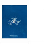 Rhodmenia palmetta by Anna Atkins