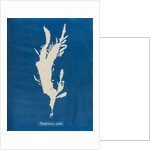 Red fringed weed by Anna Atkins