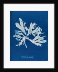 Rhodymenia palmata by Anna Atkins