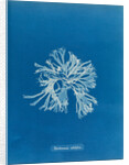 Rhodymenia sobolifera by Anna Atkins