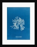 Rhodymenia sobolifera by Anna Atkins