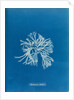 Rhodymenia sobolifera by Anna Atkins
