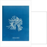 Rhodymenia sobolifera by Anna Atkins