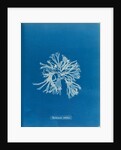 Rhodymenia sobolifera by Anna Atkins