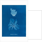 Rhodymenia reniformis by Anna Atkins