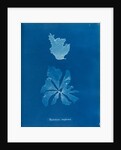 Rhodymenia reniformis by Anna Atkins