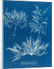 Cockscomb by Anna Atkins