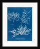 Cockscomb by Anna Atkins
