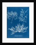 Cockscomb by Anna Atkins