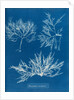 Cockscomb by Anna Atkins