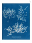 Cockscomb by Anna Atkins