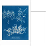 Cockscomb by Anna Atkins