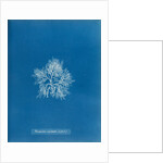 Cockscomb by Anna Atkins