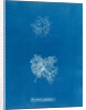 Microcladia glandulosa by Anna Atkins